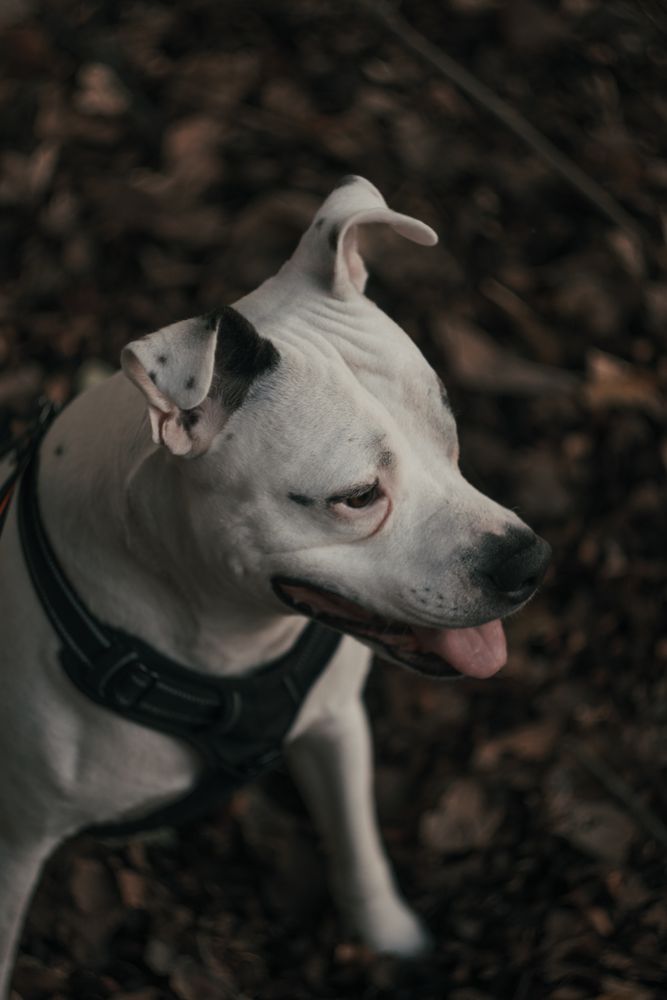 Happy amstaff dog spending time in street