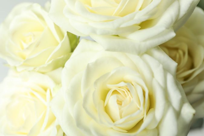 Beautiful fresh roses as background, closeup
