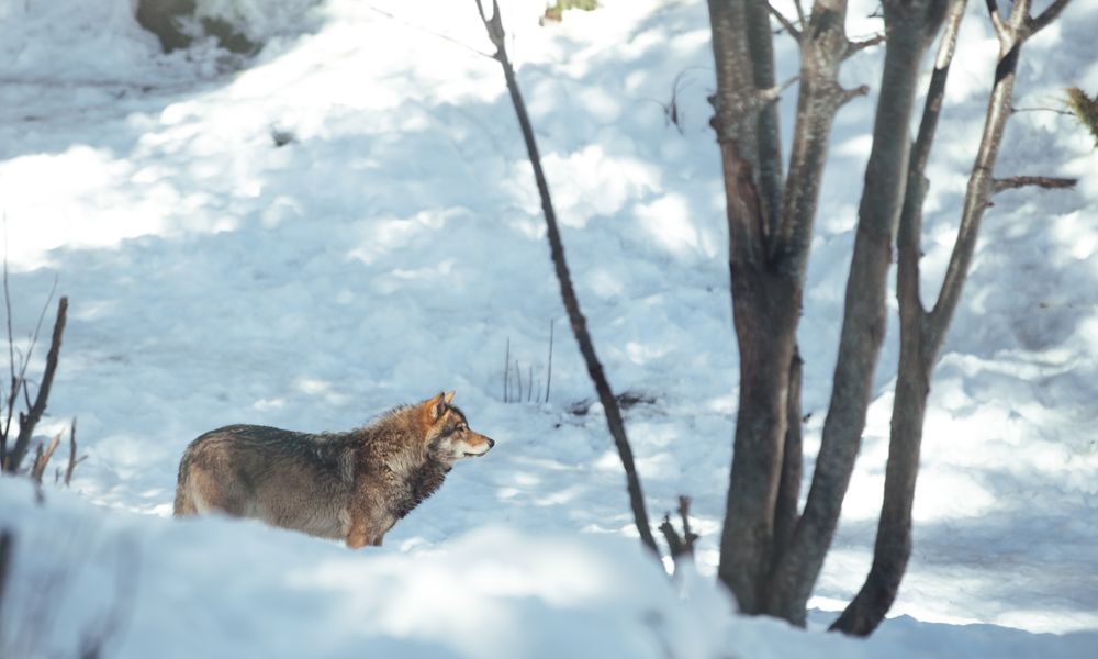 Wolf on hill near stones and snow