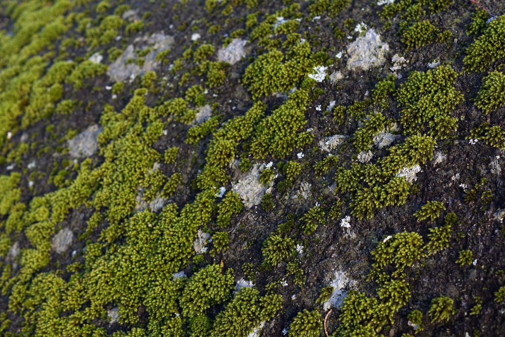Green growing moss texture