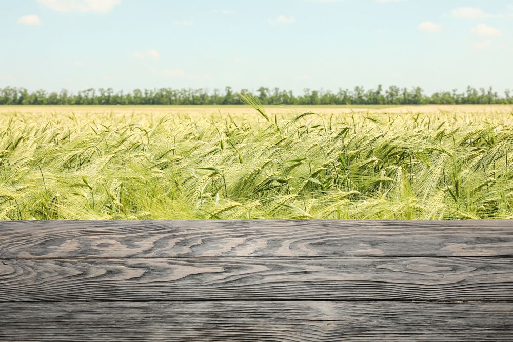 Wooden table against barley field. Mock up