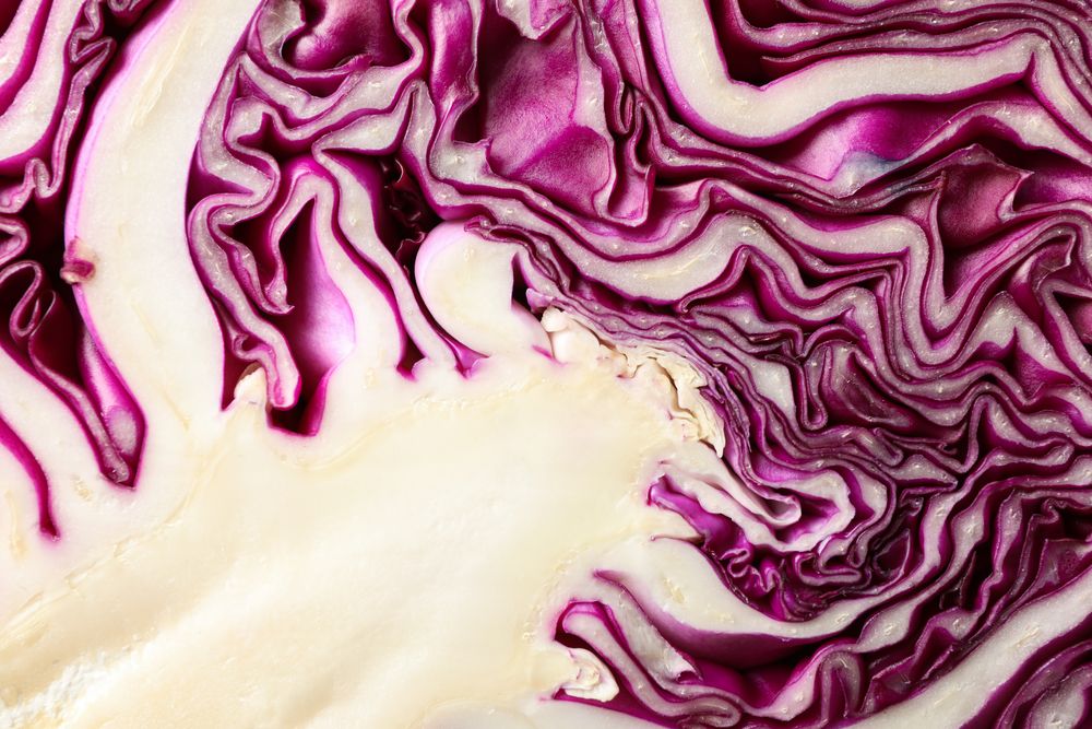 Red cabbage texture on blank background, close up