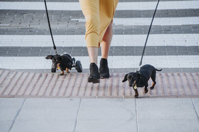 Woman walking with dogs and pet with wheelchair on street