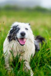 border collie blue merle dog