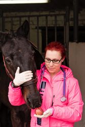 Vet giving an apple as a treat to a horse
