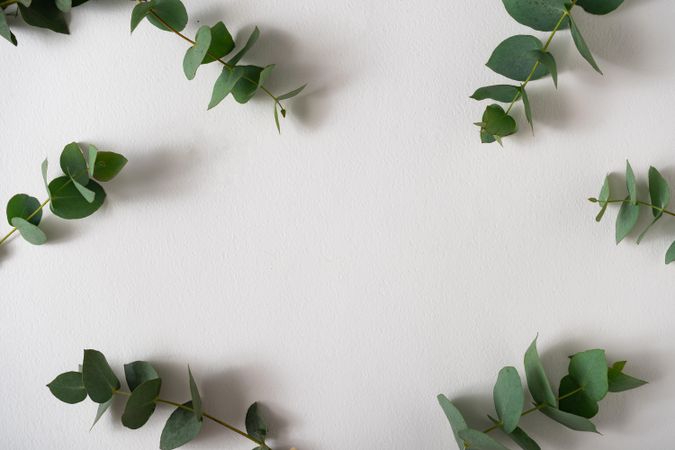 Eucalyptus leaves on light background