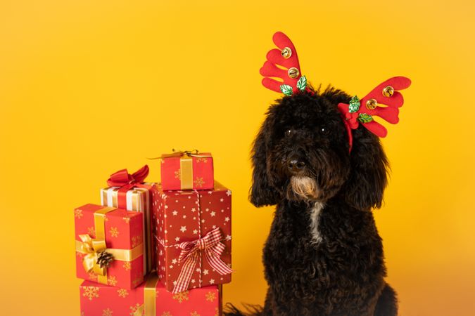 Concept of Merry Christmas, funny Christmas dog
