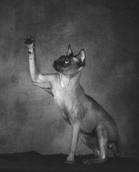 Thoroughbred bald cat sphinx raising paw up