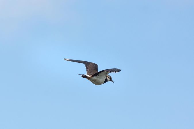 Bird flying under blue sky