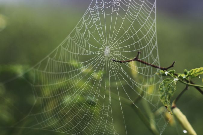 Spider web on branch in dewy field