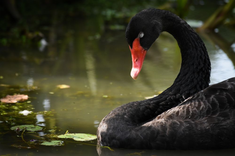 Dark swan on water
