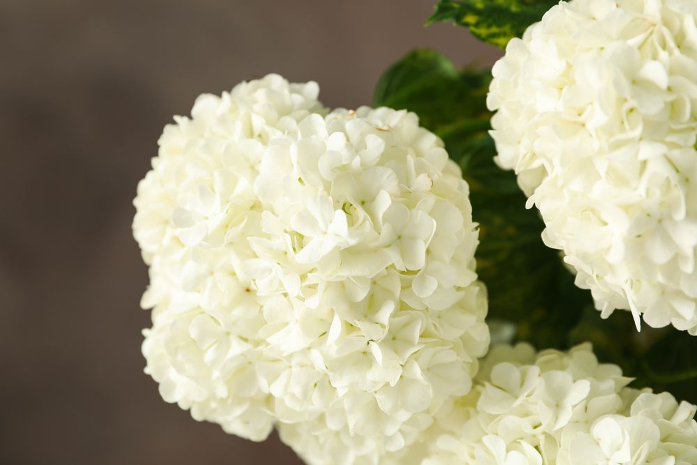 Beautiful hydrangea flowers, close up. Spring plant