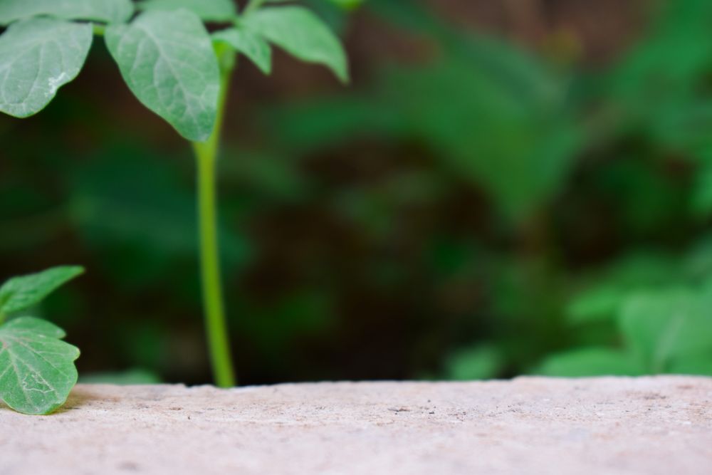 Green hedge behind a little empty ledge