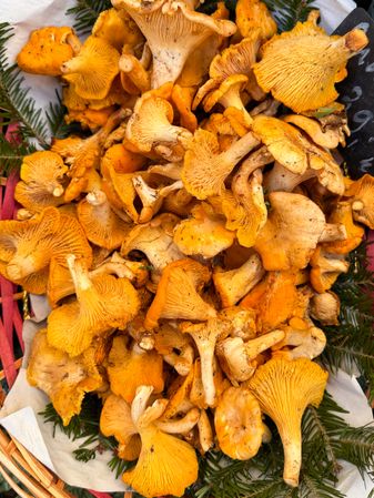 Chanterelle mushrooms at market