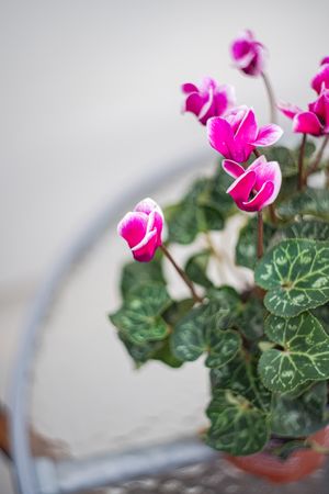 Beautiful flowers as a gift