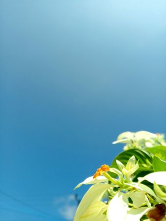 Plant with blue sky background