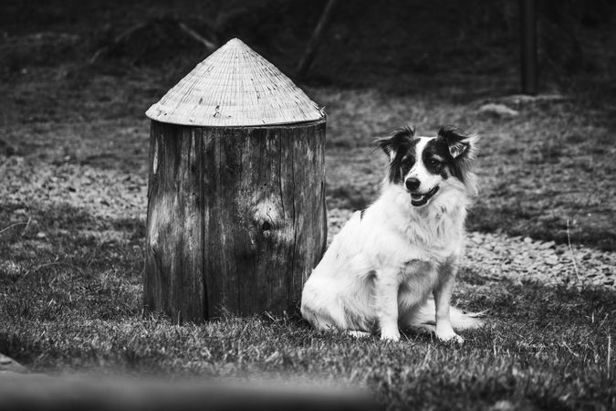 Funny dog near Asian hat