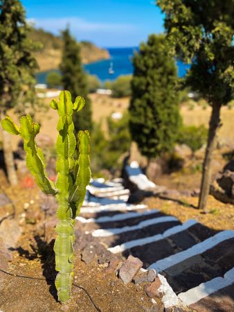 Cactus next to Meloi Chapel steps to beach
