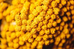 Blooming yellow mimosa in closeup with blurred background