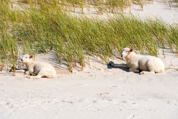 Lambs relaxing on the beach, on a sunny day of summer, on Sylt island, in North Sea, Germany