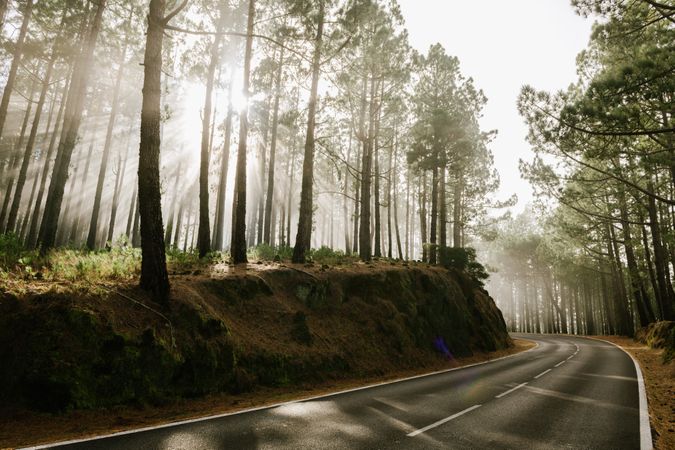 Road in foggy forest with tall tree trunks