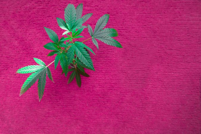 Top view marijuana plant on pink surface