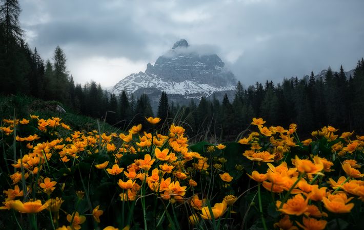 Bright yellow flowers in meadow surrounded by forest and mountains