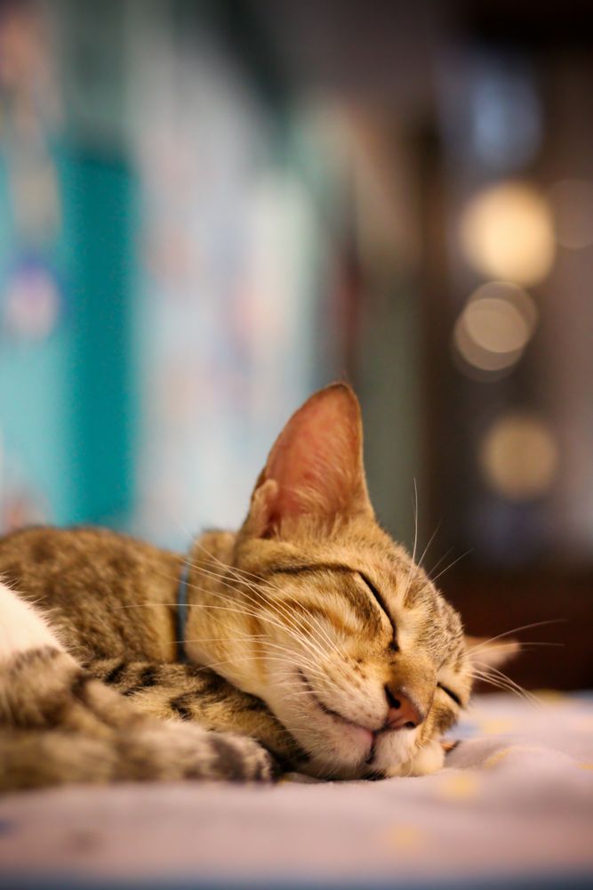 Orange tabby cat sleeping indoor