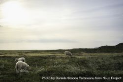 Friesian sheep wondering in a meadow on Sylt island 5RM920