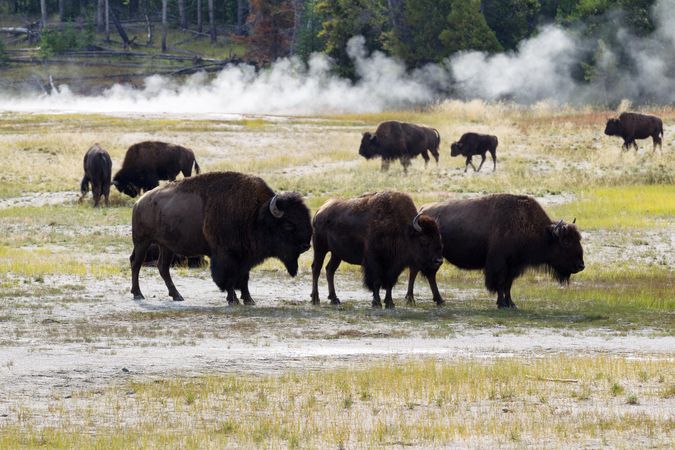 Family of buffalo in Yellowstone Park