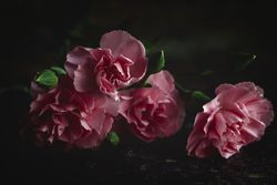bouquet of pink carnations flowers