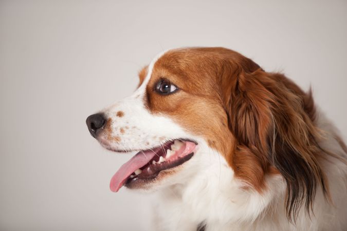 Side view of golden retriever lying in studio shoot