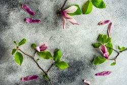 Floral scene with magnolia blooming on grey table
