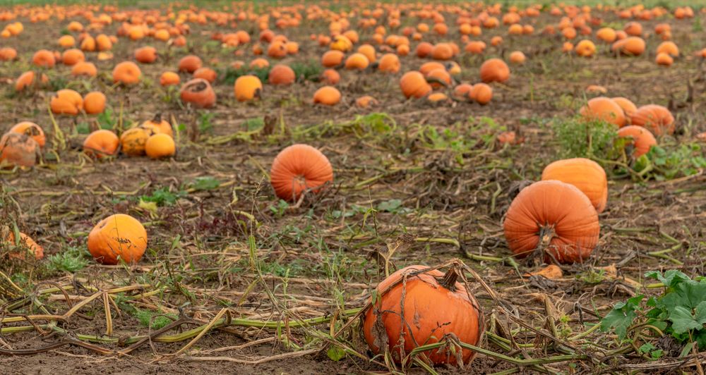 Pumpkin agricultural field in October, in Stuttgart, Germany