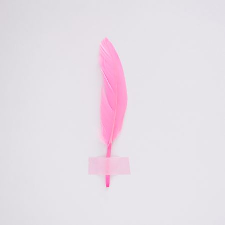 Single pink feather taped on wall