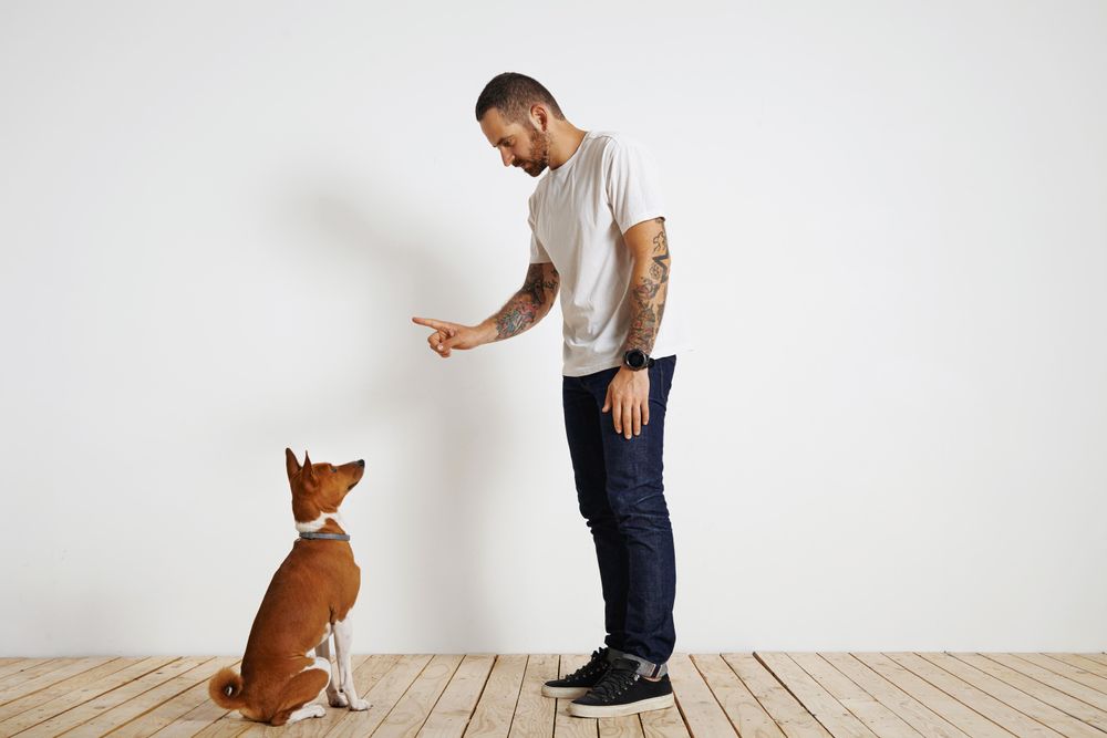 Casual, tattooed man wagging finger at dog