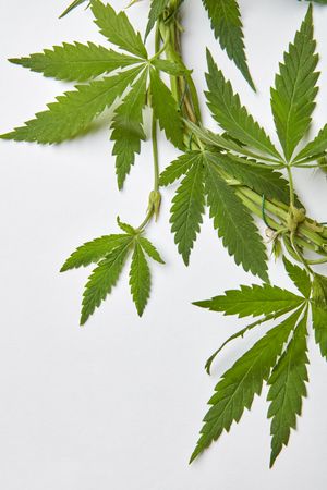 Cannabis leaves in corner of light grey background
