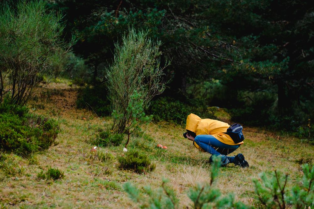 Person in yellow raincoat photographing mushrooms