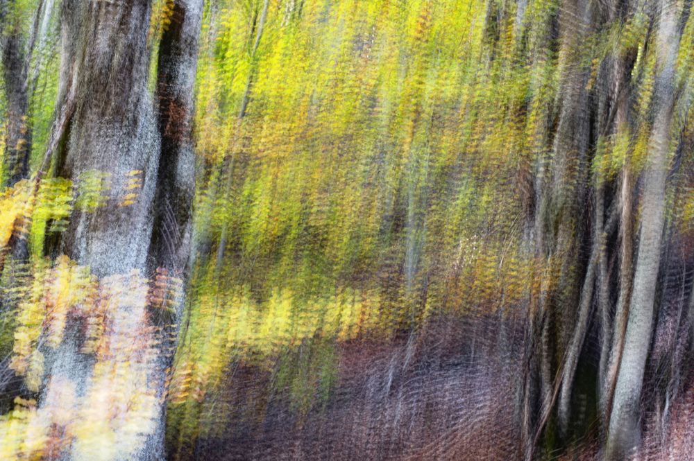 Blurred trees in forest