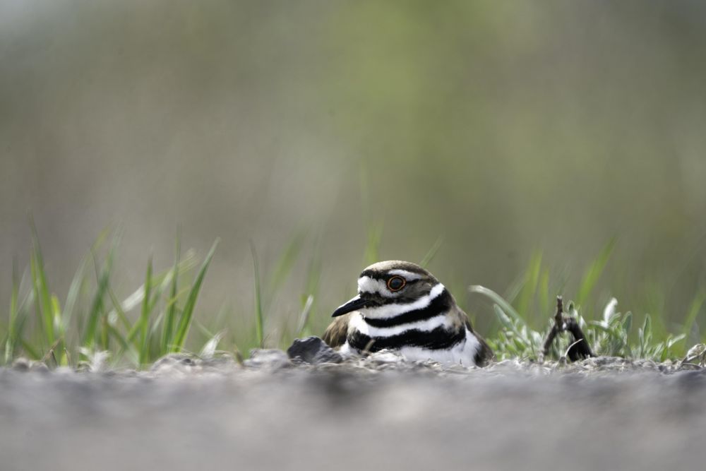 Killdeer sitting at Lake Elmo Park Reserve in Minnesota