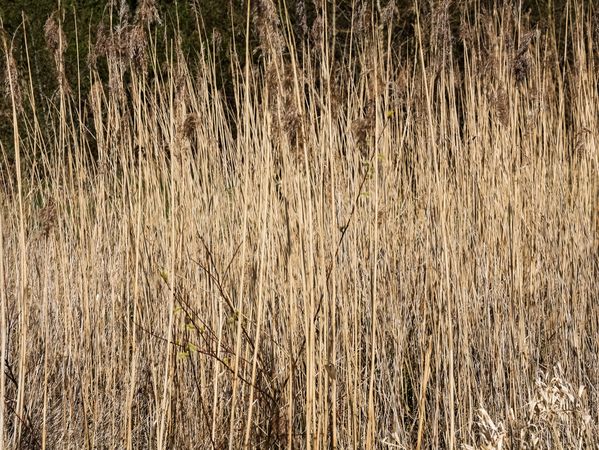 Dry reeds growing in front of green hedge in sunny day
