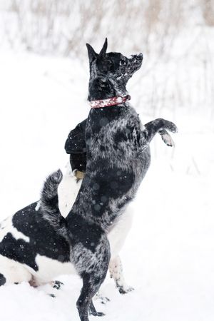 Joyful Snow Dance