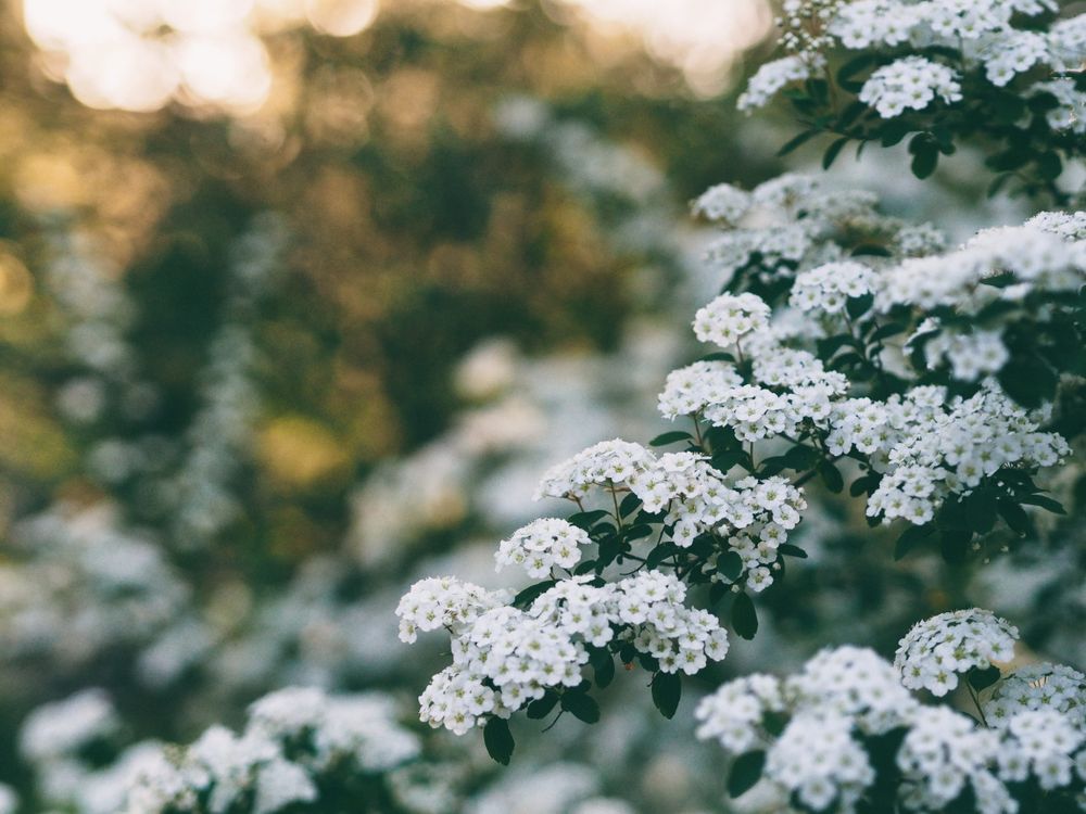 Close up of plants