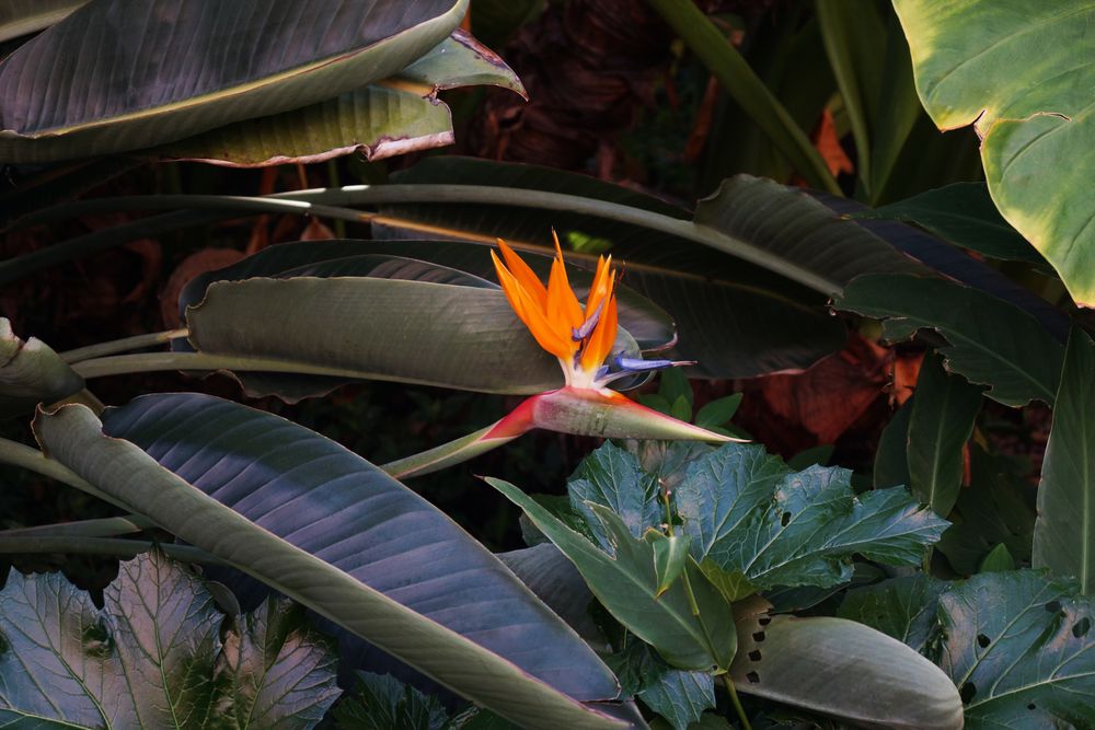 Flowerbed with bird of paradise flowers