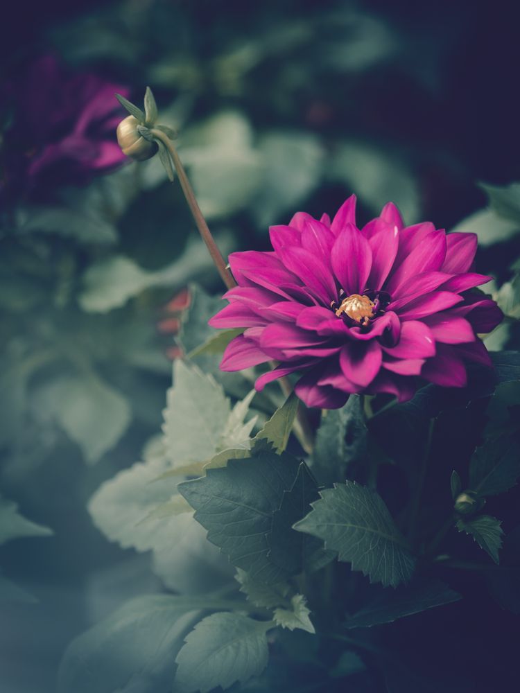 Pretty flower growing in garden