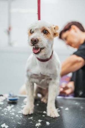 woman trimming fur dog with electric shaver on table in grooming salon
