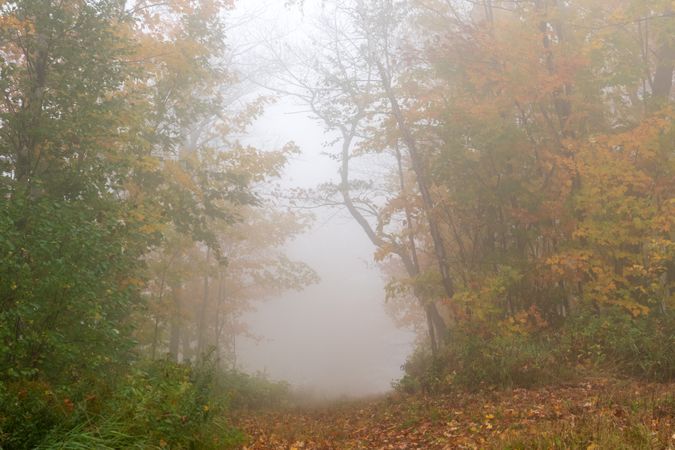 Foggy fall forest