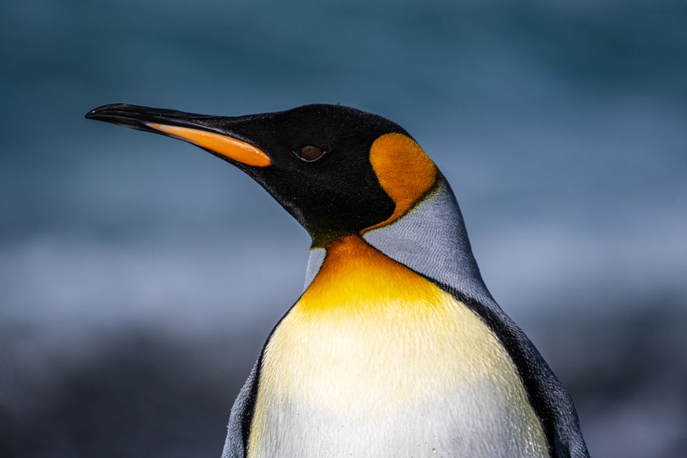 Up close with a King Penguin in South Georgia