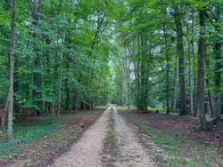 Virginian forest drive
