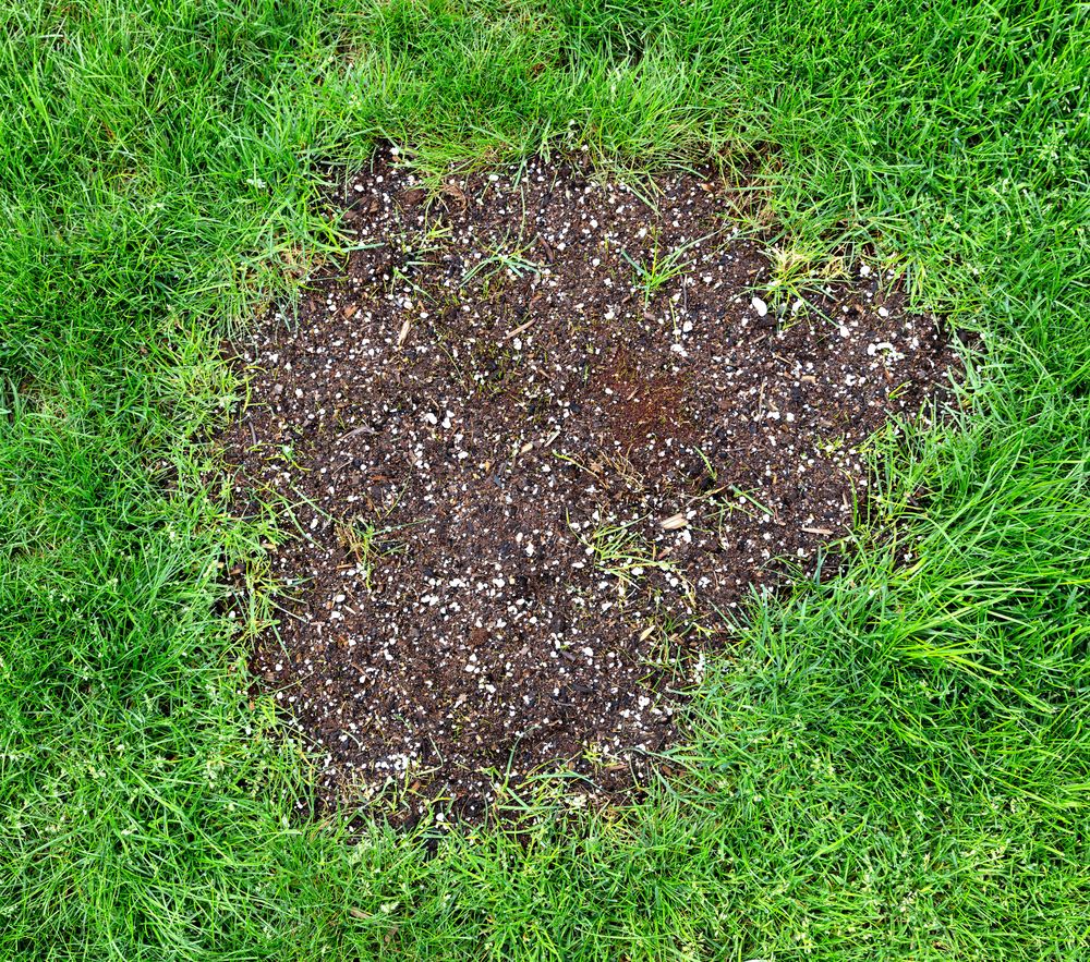 Repair patch on natural grass lawn for springtime maintenance